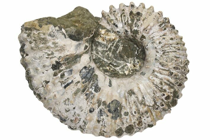 Bumpy Ammonite (Douvilleiceras) Fossil - Madagascar #224612